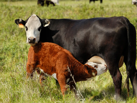 Produção de Gado em Inglês: Fases Técnicas do Breeding ao Slaughter