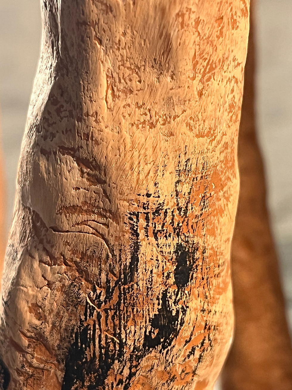 "Closeup of Spikes"