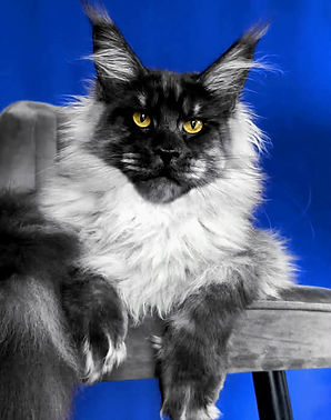 Messenger_creation_97418C02-5D35-45B6-9894-B3CB950305A4.jpeg
