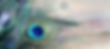 peacock_feather_1.png