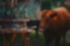 IMG_1161.jpeg