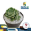 Miniatura: Planta suculenta en maceta de 10 cm