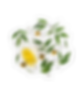 oliva.png