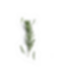 rosmarino.png