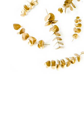 euca_edited.png