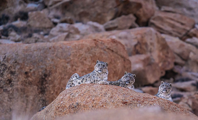 3 Snow leopard -07720.jpg