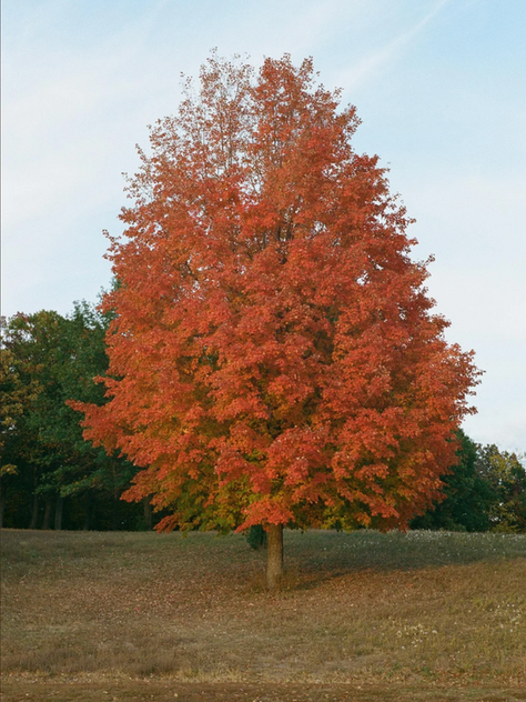 Otoño, visto a través del grano de la película