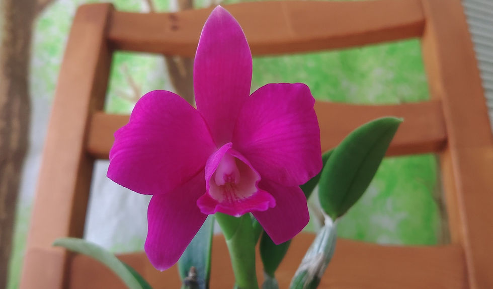 ついに!カトレア🌺が開花しました✨
