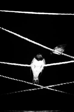 "Tsubame (Hirondelle)"