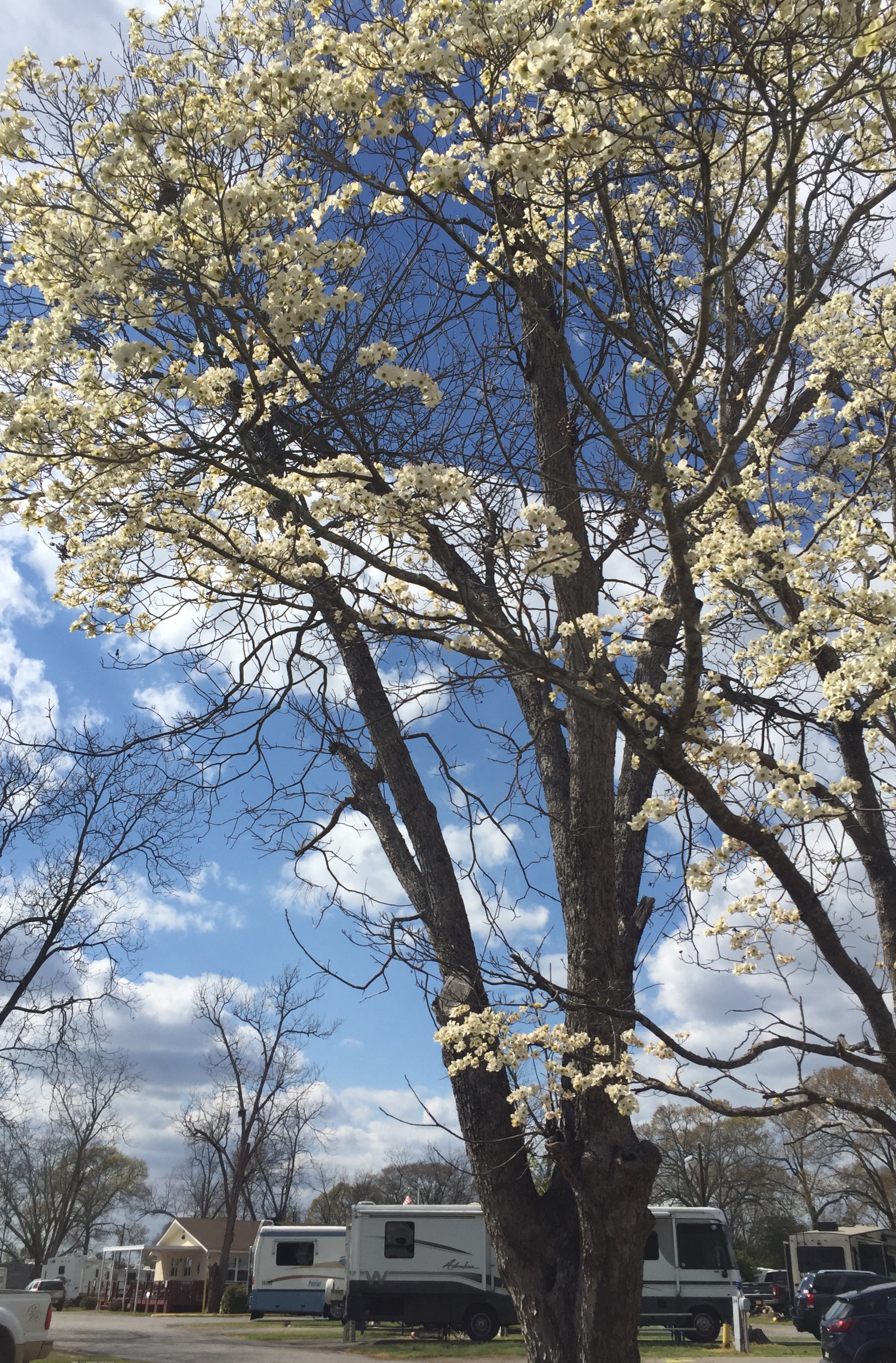 Dogwood Blooms in Spring