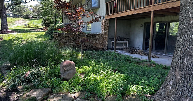 Overgrown backyard full of weeds with a large tree and a house in the background, needing professional landscaping