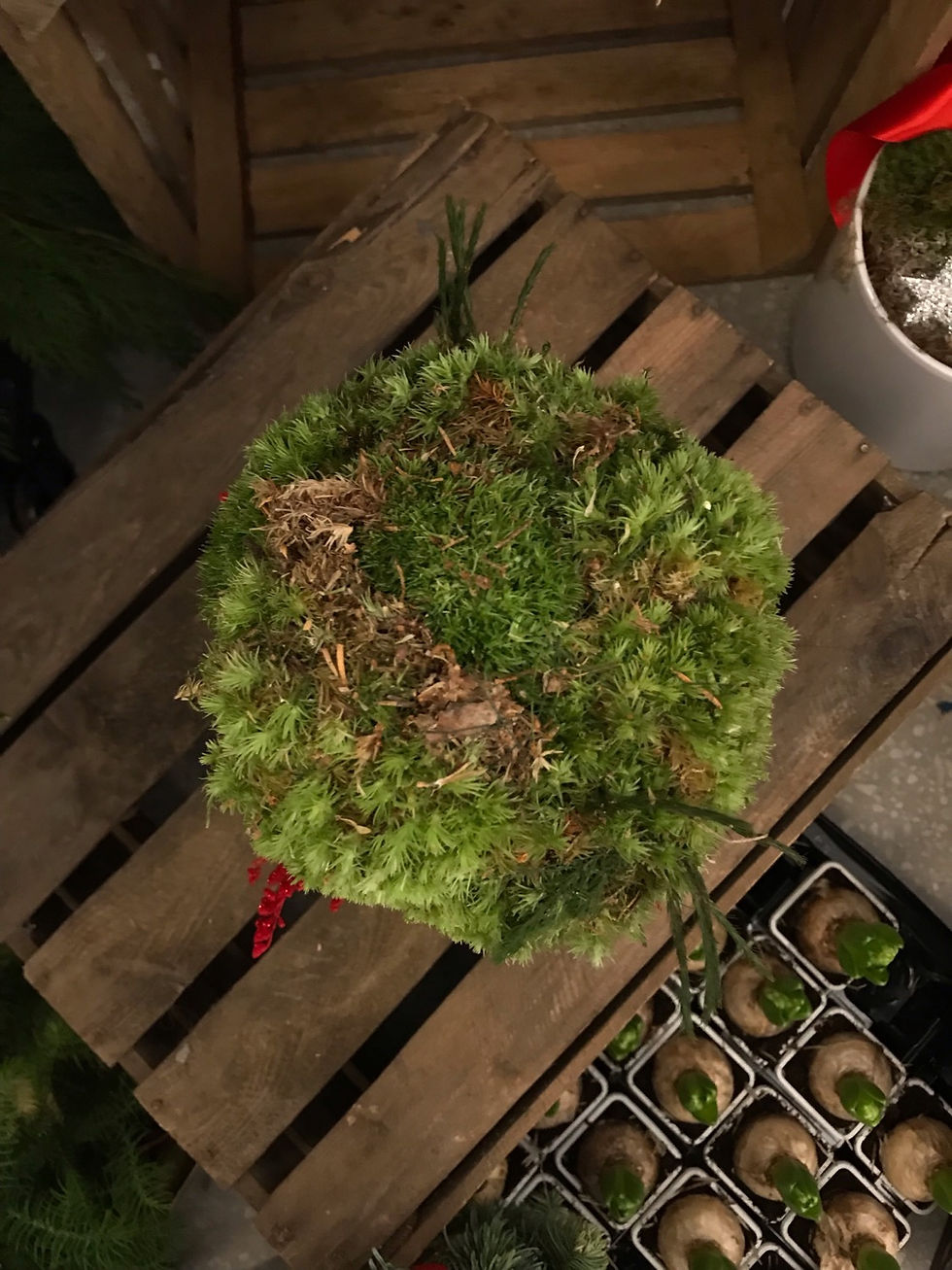 Miniatyrbild: Moss globe Mossa från skogen.