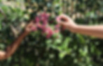 Blooming Buddies