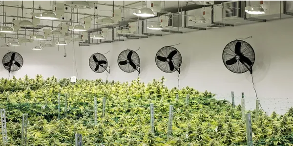 grow facilities, marijuana, medical marijuana, cultivation facility, HVAC system for growing and cultivation