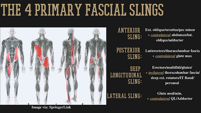 4 primary Fascial Slings.webp
