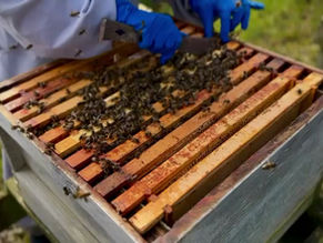 The bees are back