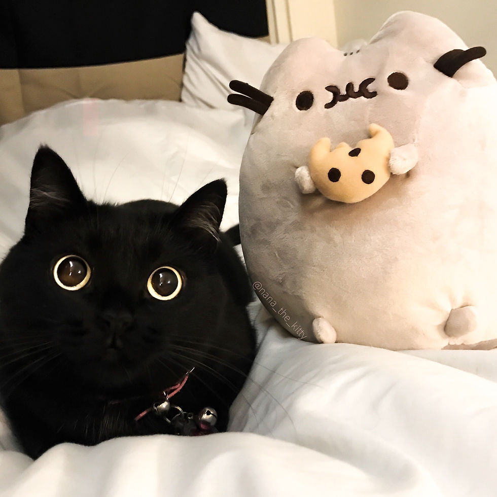 Nana the Kitty has been the poster child for exactly why black cats are beautiful creatures. She has demonstrated through her social media appearance and hopefully influenced audience for why National Black Cat Day matters!