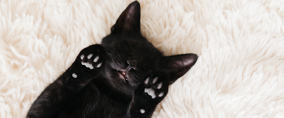 Showing off how black cats can have an adorable side to them too for National Black Cat Day