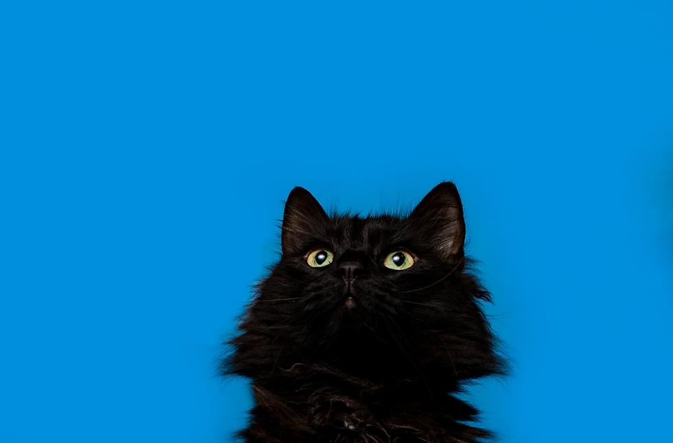 Innocently looking up, this black cat has no idea why black cats are being discriminated against - this is why we celebrate National Black Cat Day