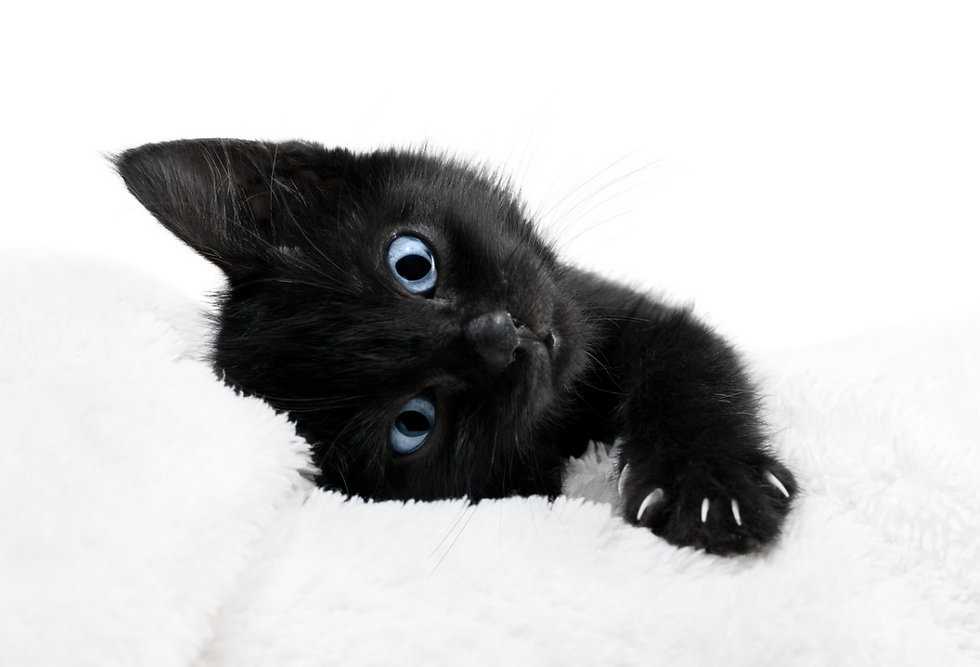 Save another life by adopting a black cat for National Black Cat Day. Actually everyday should be National Black Cat Day.