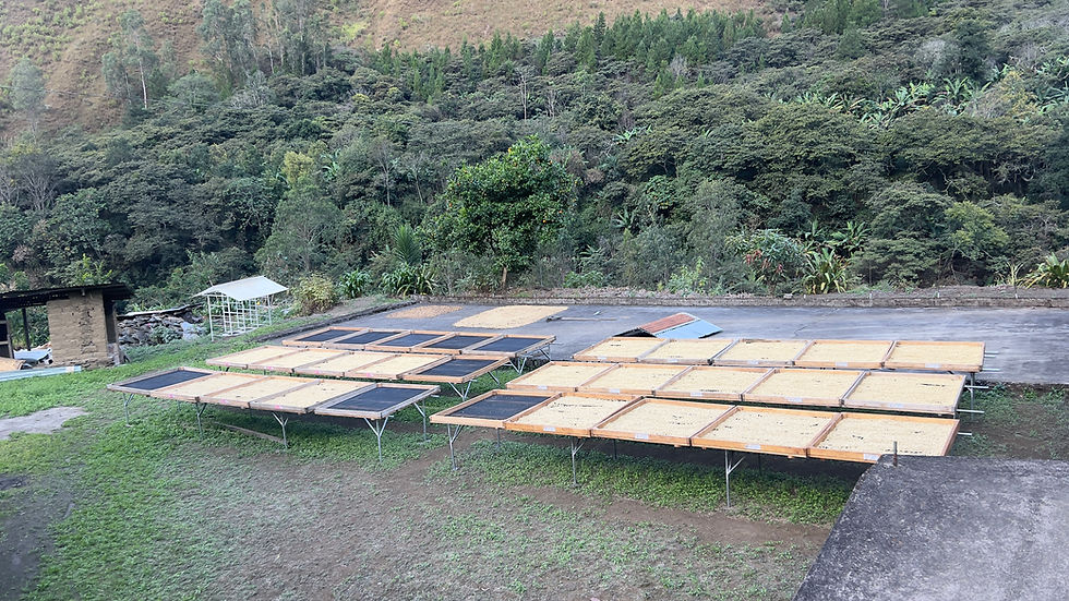 縮圖：索娜啦/SL-09/水洗