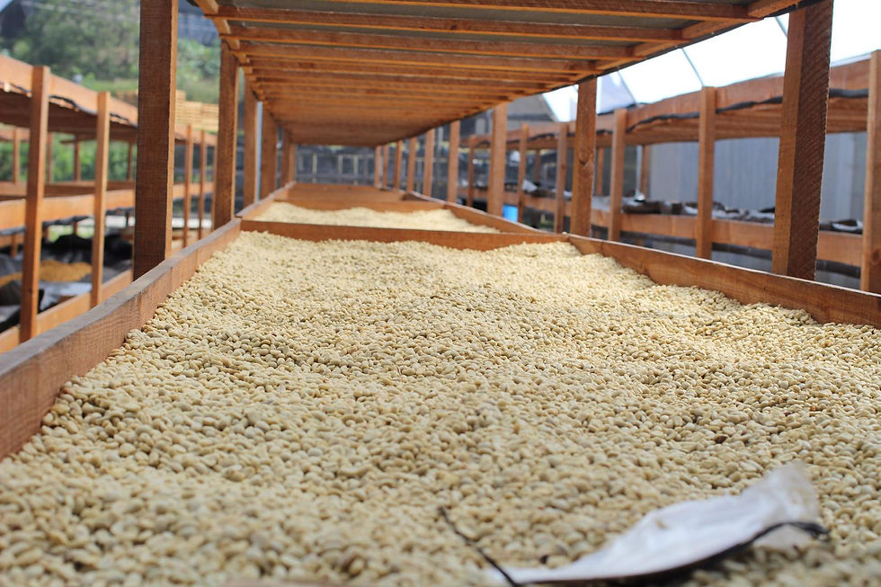 縮圖：Nicaragua COE Rank#30/粉紅卡杜艾/水洗