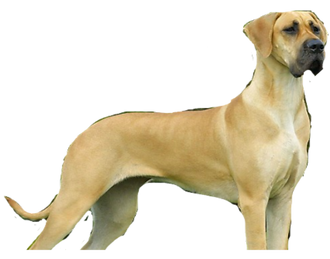 picture of Great Dane.png