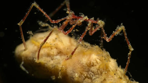 3,000 Feet Beneath the Ocean, Scientists Found Spiders With a Hidden Superpower