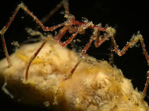3,000 Feet Beneath the Ocean, Scientists Found Spiders With a Hidden Superpower