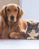 cat and dog clients pawleys island.jpeg