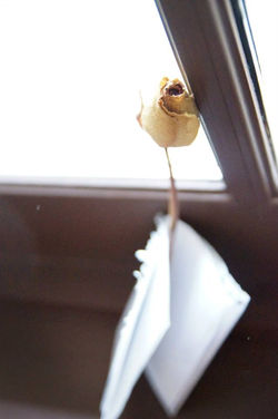 Traverse City Wedding Photographer