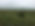 Cedar trees in a grassland
