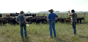workingcows_edited.jpg