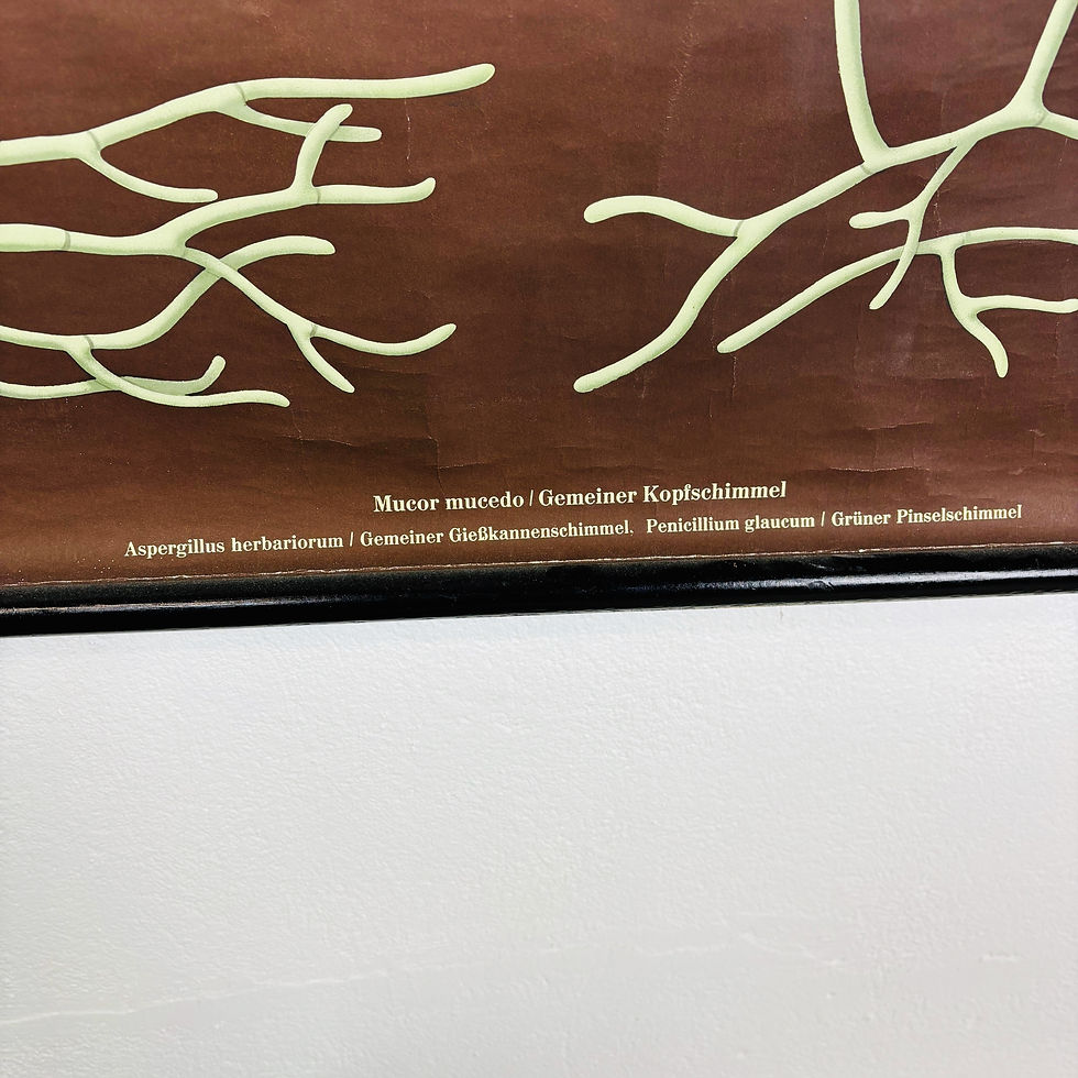 Thumbnail: ANTIEKE NATUURKUNDIGE SCHOOLPOSTER