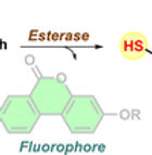 BHarat's TOC_edited.jpg