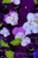 Purple pansy flowers pattern close up