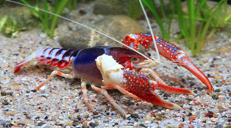 ree