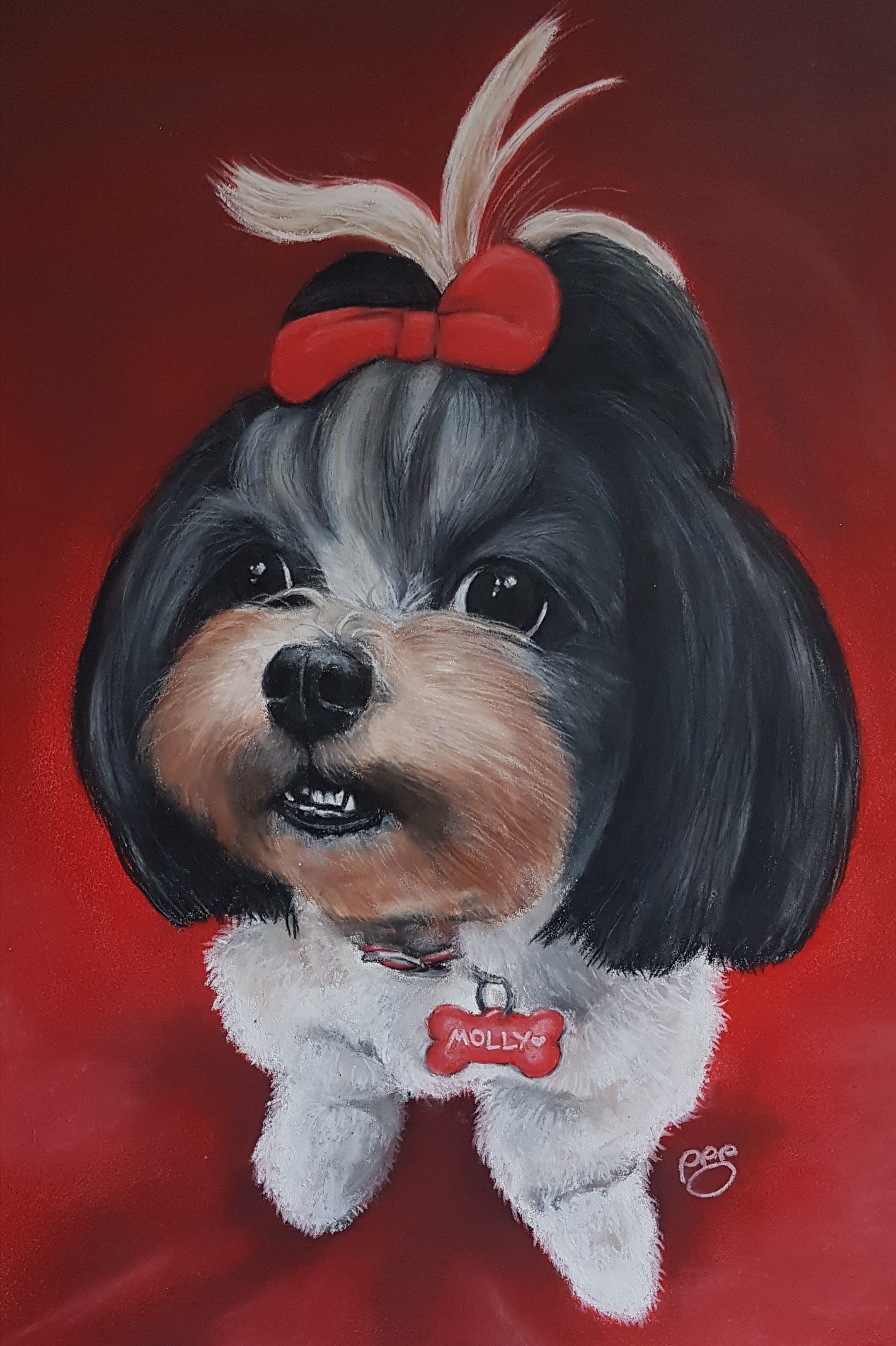Molly A3 Shih Tzu