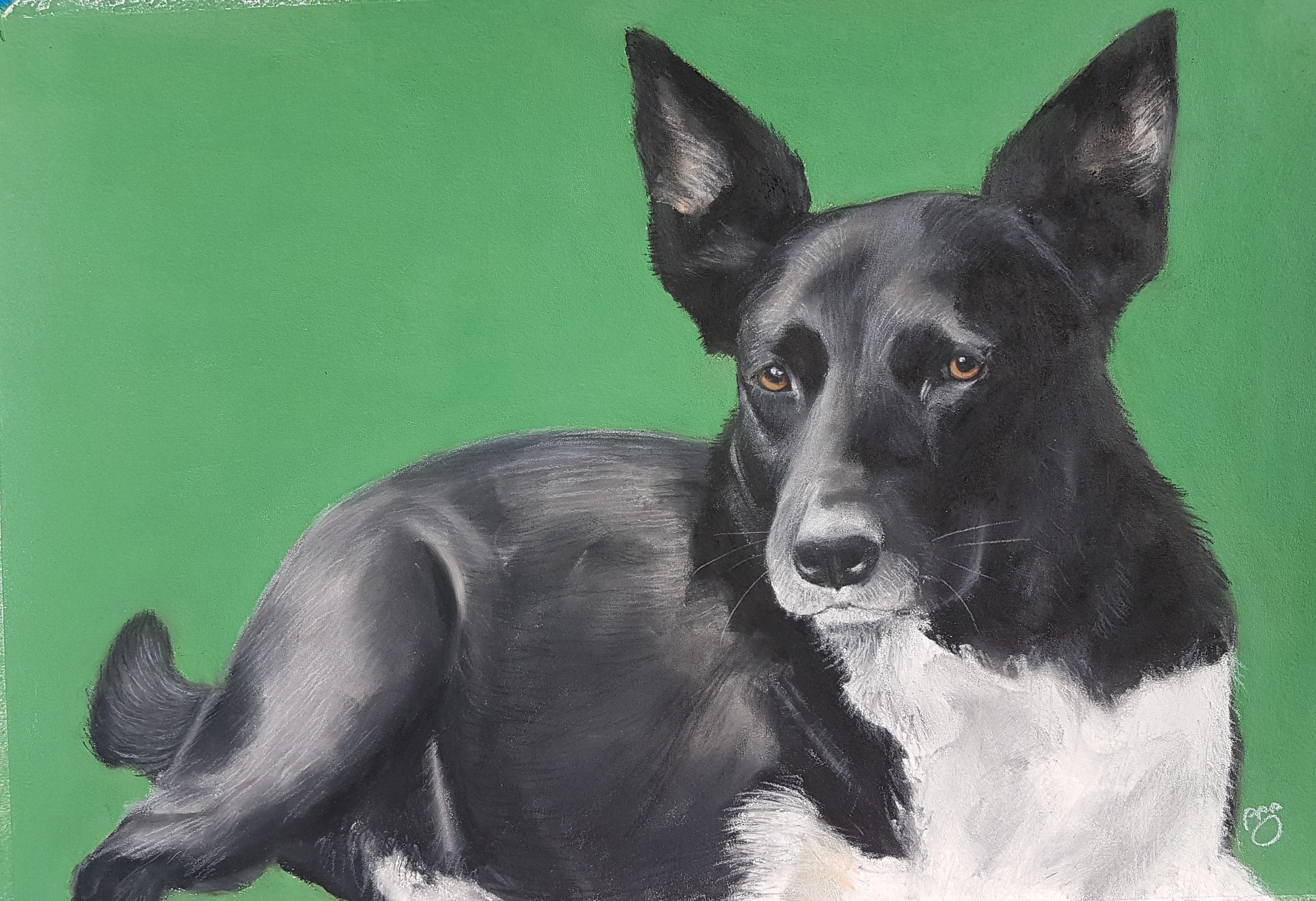 Poppy A3 Kelpie cross