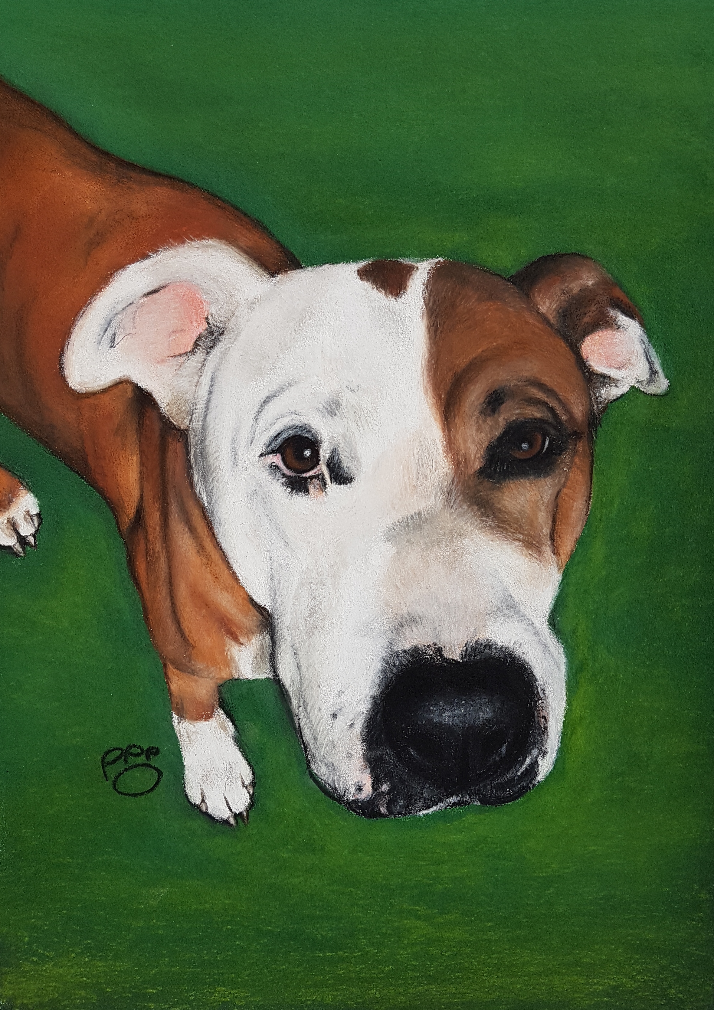 Red A4 Pitbull