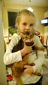 котенок сомали Алиса