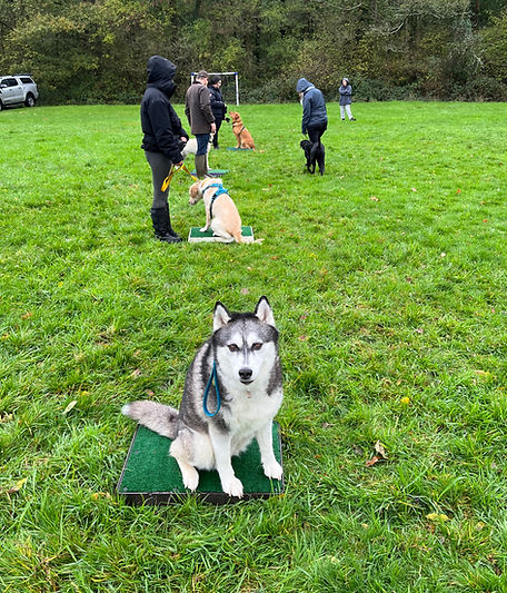husky dog sitting on grass