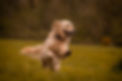 IMG_5002.jpeg