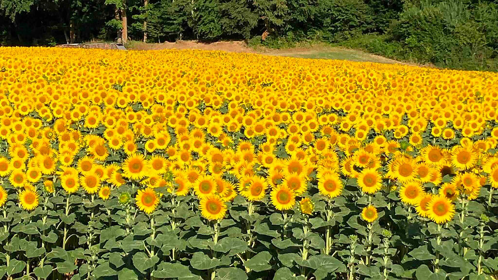 tournesols.jpeg