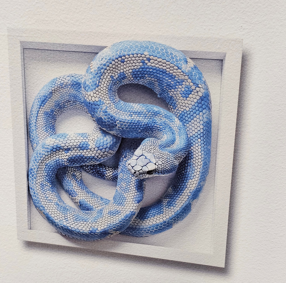 A wall printed mural named Jake the Snake used to show the first wall printed mural that Maverick's ever printed on a wall