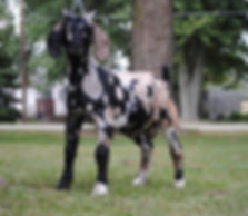 fullsizeoutput_12e4.jpeg