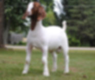 fullsizeoutput_12e0.jpeg