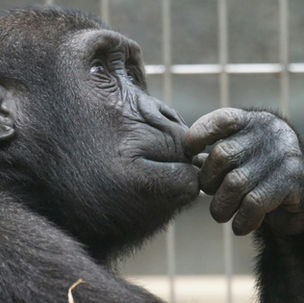 Gorillas in the Mist