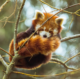 The Red Panda House