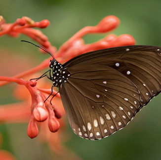 New analysis of climate threats to biodiversity will help conservationists plan for future